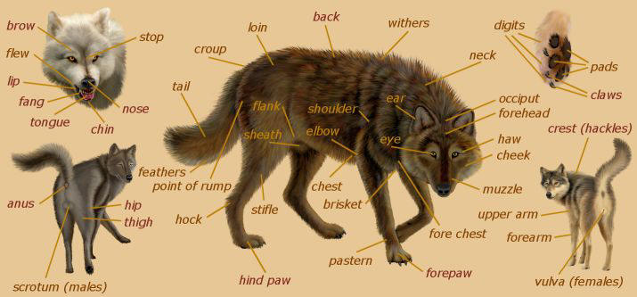 Basic Wolf Anatomy Lupine-anatomy
